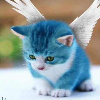 spyrogyra888's profile picture. 