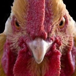 1princess_layer's profile picture. I am a pissed off hen with Jedi powers - tweets by the Princess are signed PL