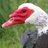 Muscovy Duck