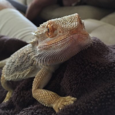 Profile Picture of Andy And Spyro  🐍 (@AndyAndSpyro) on Twitter