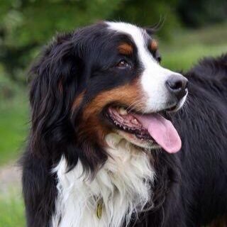 bernesemtnhug's profile picture. daily pictures of the beautiful Bernese