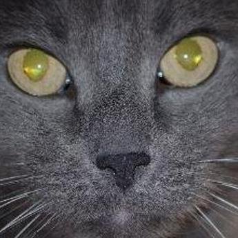 puja13's profile picture. Feline servant. Option trader.