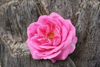 najatali775's profile picture. 