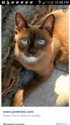 ThyDigital's profile picture. Unique. Without 9 lives. Thy digital self is woven together by digital patterns & online behaviors. Real & revealing. Me-Oww! #KnowThyDigitalSelf #ThyDigital