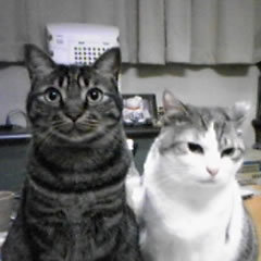 tetsutoru's profile picture. 猫 サッカーA代表 南の島 and TOSが好きです。