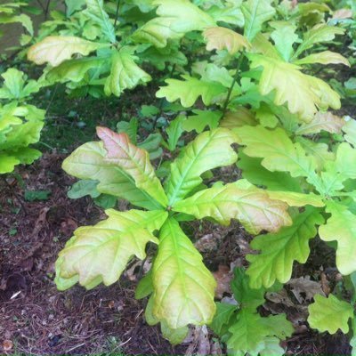 CourageCopse's profile picture. Woodland restoration through enhanced product value. #Biochar & #BBQ #Charcoalmaking, craft, #horselogging & #outdoorlearning.