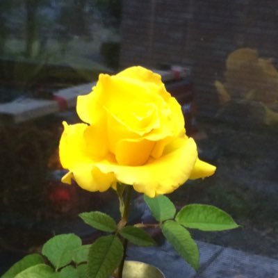 TexansFemFan's profile picture. Fan of Baseball * Houston Sports Fan  Astros - Texans - Dynamo - Dash