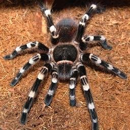 Just a newbie to the hobby posting about these curious little creatures!