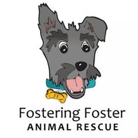 Fostering Foster(@fosteringfoster) 's Twitter Profile Photo