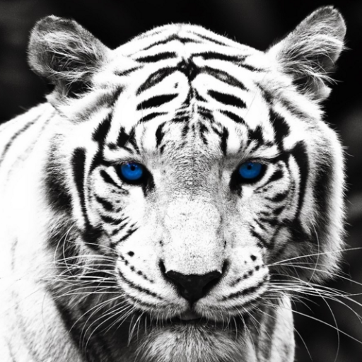 dajmund's profile picture. 