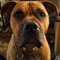 Rob17118 (@roblentini1) 's Twitter Profile