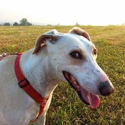 A MostExcellent Lurcher and Honorary Staffie. Giving a helpy paw to dogs who isn't as lucky as me ownself.