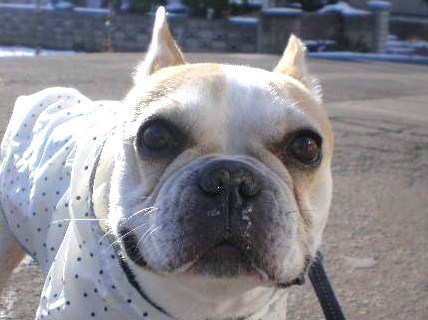 スイーツ、フレンチブルドッグとMIX犬と猫。大相撲