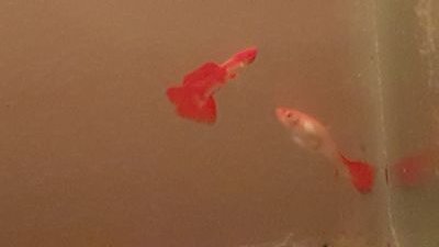 turkish221's profile picture. 