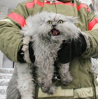 The_Dads's profile picture. Dads a.k.a Williams Family a.k.a Famiglia De Qui

VERITAS ET FAECES