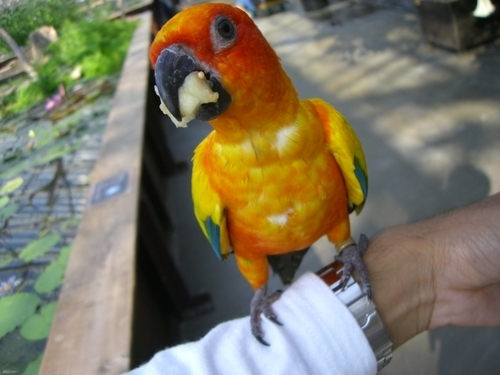 文鳥大好き😘
