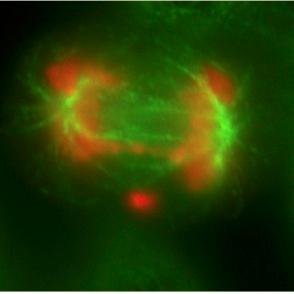 Our lab works on understanding genome stability and its role in cancer, using model systems (yeast, worms, & cancer cells). Find us in Michael Smith Labs @ UBC.