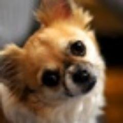 maddogdow24's profile picture. 世界中の高金利商品を物色│世界中から配当・分配をいただきながら、つつましく生きてます│元本保全性205%│コロナな2020年は株主優待株をしこたま買い増しました│基本、すべてにシニカル│投資は自己責任で│210銘柄超からの隠れ端株優待情報はサブ垢(@hagakureyuta)にて分別管理中