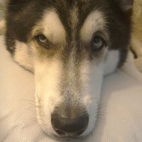Kopek 🏴 (@kopek_riley) 's Twitter Profile Photo Kopek 🏴 (@kopek_riley) 's Twitter Profile Photo
