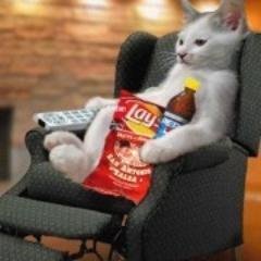 NinjaPetsitting's profile picture. I am doing cat and other small pet sitting in the privacy of your own home.