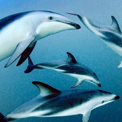 doblevpe's profile picture. Estudioso de la historia para no repetir sus errores y aprovechar sus ventajas. Actualmente veo la Edad Media para vivir sin electricidad ni agua corriente