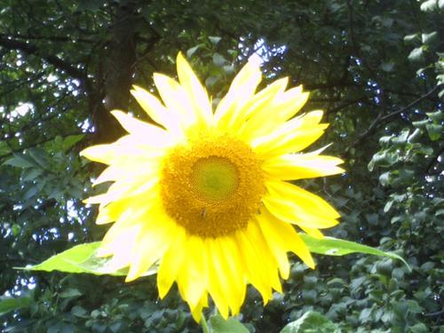 CharleneMBA's profile picture. Charlene earned 2 degrees in 3 years, a BBA(2007), & MBA (2008), - Accounting.