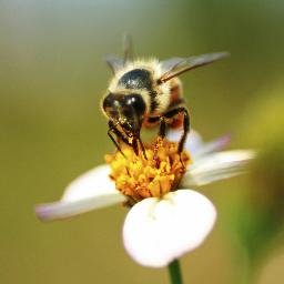 Provides General household pest control including cockroaches, ants, fleas, rodents, and spiders for homes and businesses.
(352) 455-6446