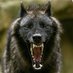 Carlo Cavandoli (@lonewolf5680) Twitter profile photo Carlo Cavandoli (@lonewolf5680) Twitter profile photo