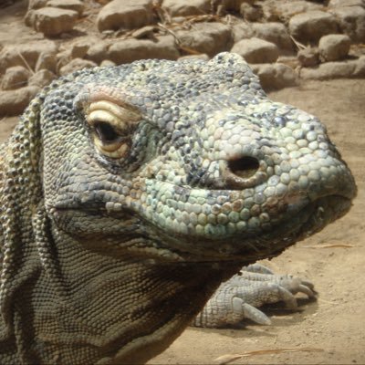 komodoen's profile picture. when i have something on my mind i’ll share it.