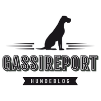 Gassireport (@gassireport) Twitter profile photo