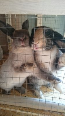 A bonded pair of buns who are totally inseparable & are very spoilt by us humans! They live in a converted play house(as they chewed our house to bits)& LOVE it