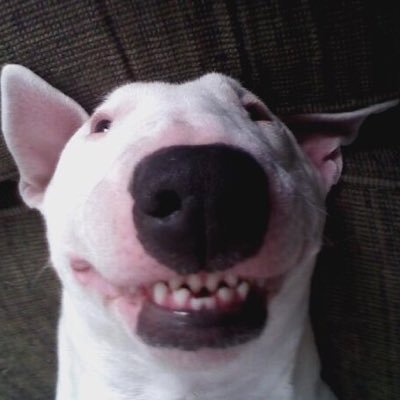 Siamsmile Profile