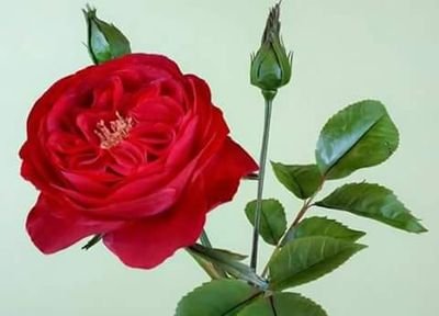 s0gXxsdu9vcixSu's profile picture. 