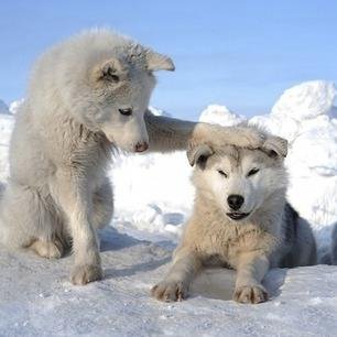 可愛くて面白い動物たちの写真や動画を集めています(ΦωΦ)
笑ったり、和んだりしてもらえたらいいな
是非気に入ったらリツイートしてください
疲れた現代人には動物達が必要なのです