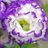 twitter profile