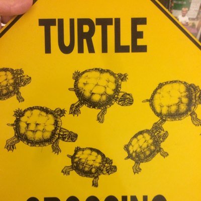 TesonTurtles's profile picture. Everyday is a new adventure!            "Slow and steady wins the race" and "perseverance pays off!"