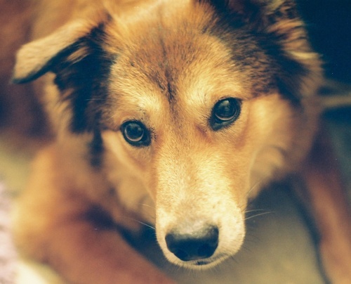 cdwebb's profile picture. I connect the dots. I love animals - especially street dogs - and am awed by collective experiences of those I come across each day.