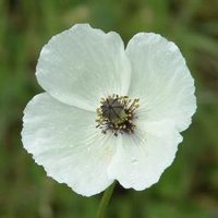 Poppies for Peace (@poppiesforpeace) 's Twitter Profile