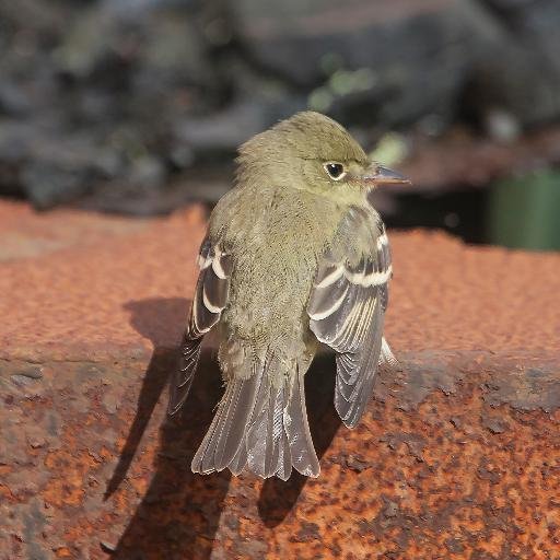 Retired, Loves the sea & birding Dungeness.