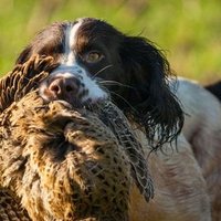 Chesterfieldgundogs (@c_gun_dogs) 's Twitter Profile