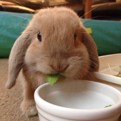 Hi, I'm Remy, a Mini Lop house rabbit & genuine Easter Bunny born Easter weekend 2015
IG: REMYTHERABBIT