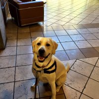 Pet Sit Fit (@petsit_fit) 's Twitter Profile Photo Pet Sit Fit (@petsit_fit) 's Twitter Profile Photo