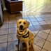 Pet Sit Fit (@petsit_fit) Twitter profile photo Pet Sit Fit (@petsit_fit) Twitter profile photo
