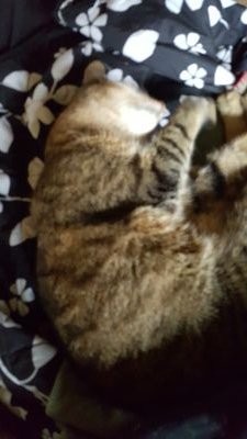 I'm a COD player, I also have a YouTube channel called Esco Feline, check out my videos, like , the stupidest let's play ever, cod aw, or, Just for cats.