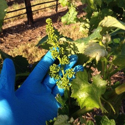 vinebiology's profile picture. Plant growth is discontinuous; what roles do oxygen and ROS signalling play?