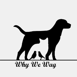 We offer products and ideas to help return to our animal companions, the same unconditional love they share with us. #PetSupplies #Dogs #Wagging