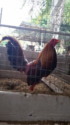 jjosuemoctezuma's profile picture. 