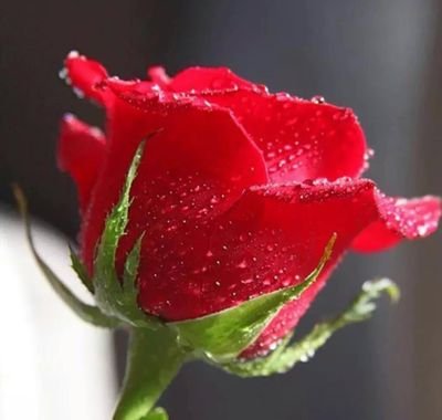 خييَلُ آلُحض وُٺرڪنْيَ يَآلُلُهِ آنْڪ لُآ ٺهِيَنْهِ