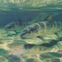 Sean Archer - @bonef1sh - Twitter