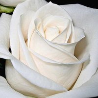 رب اغفرلي وتب علي (@mmah4) 's Twitter Profile